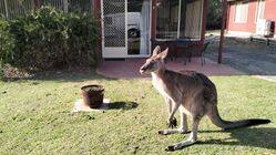 Halls Gap Valley Lodges