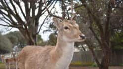 Deer Park Motor Inn Armidale