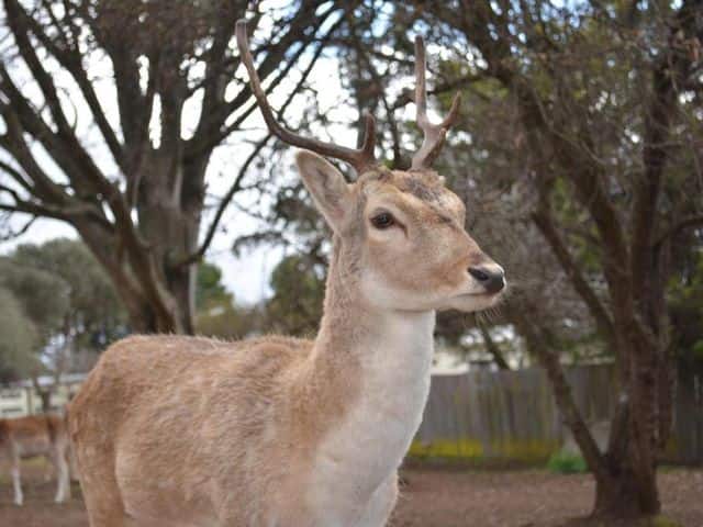 Deer Park