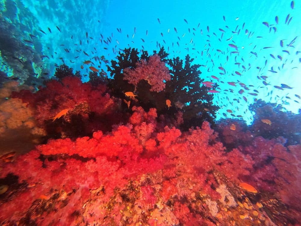 spectacular diving