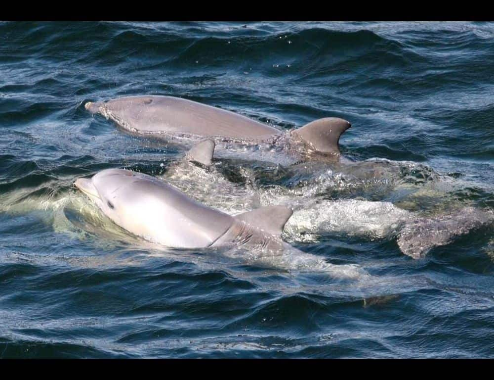 river dolphins