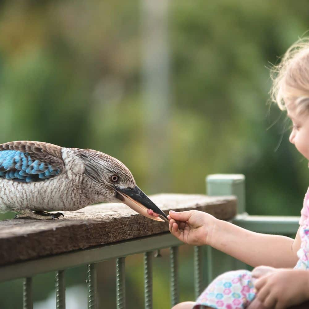 Kookaburra Feeding