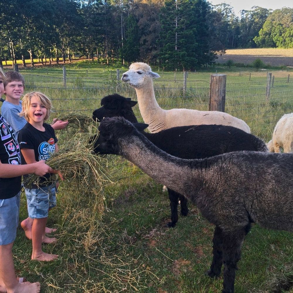 feeding the alpaccas