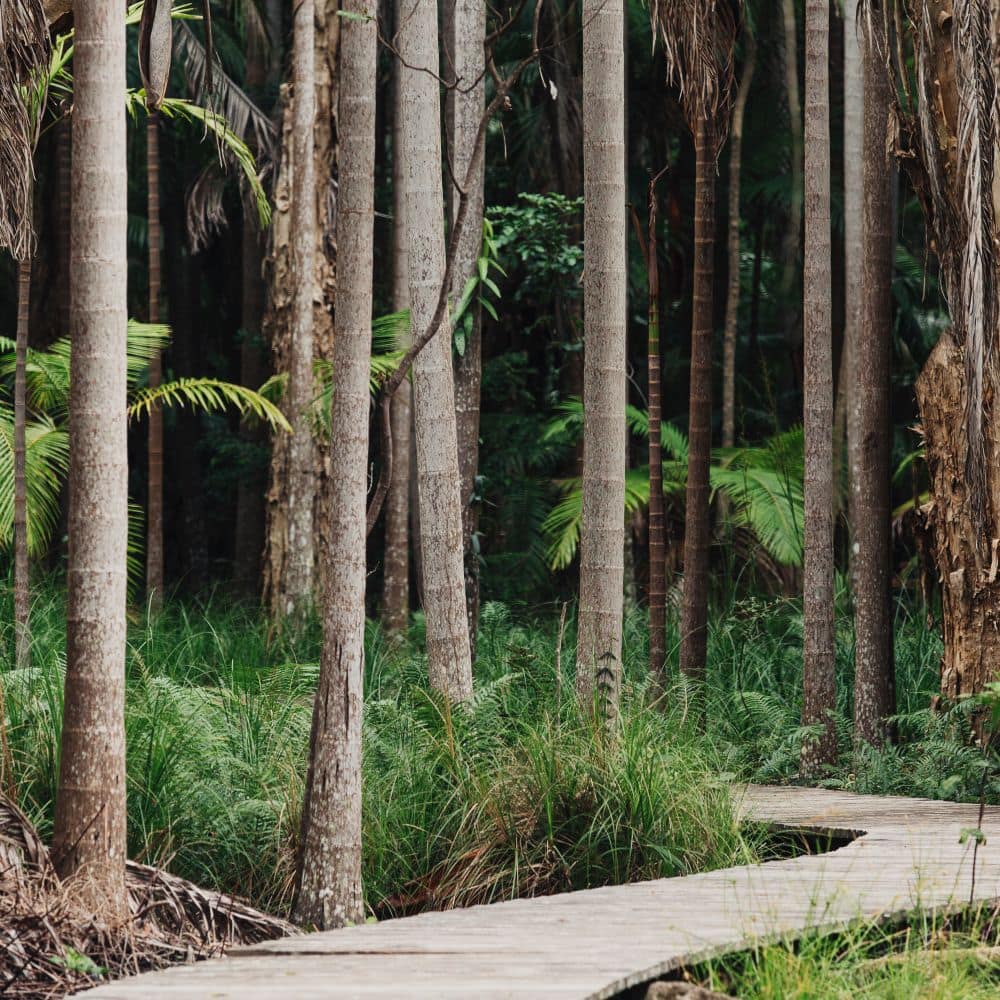 Crystalbrook Byron - Boardwalks through Rainforest