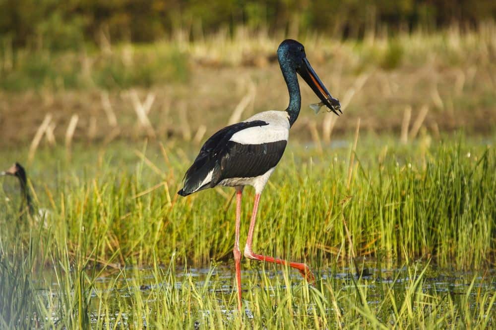 Bamurru Plains - Jabiru