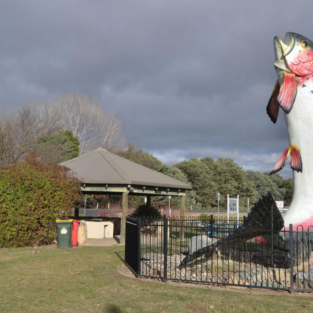 Adaminaby Trout