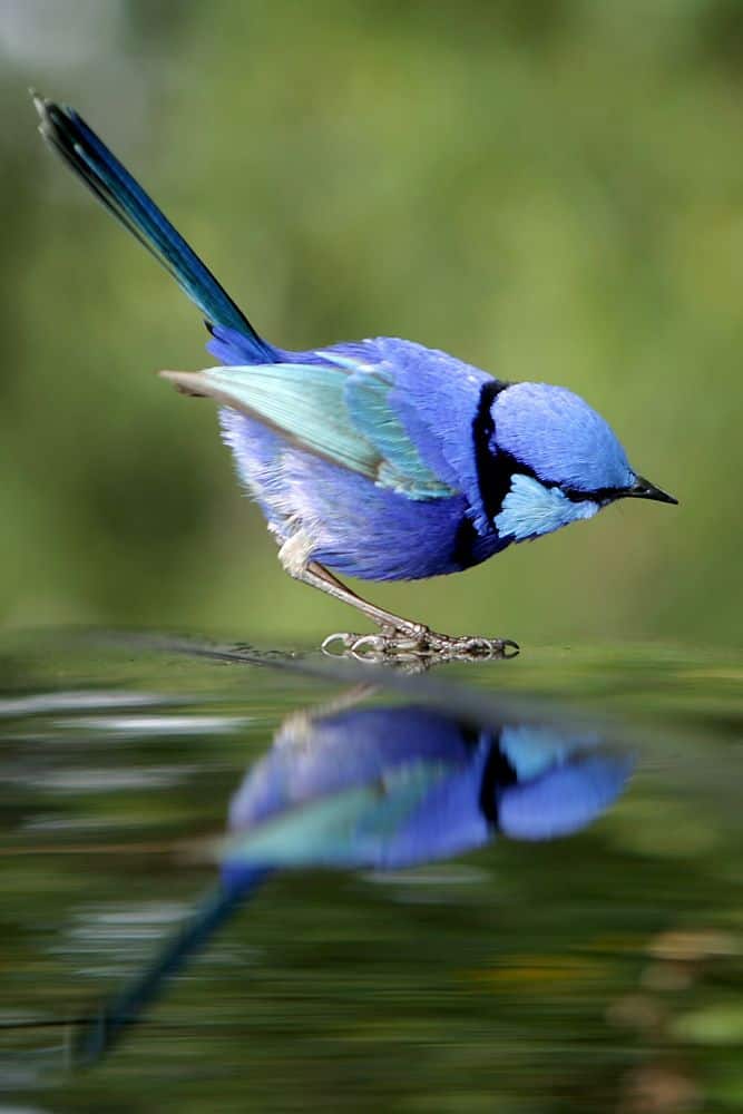 Blue Wren
