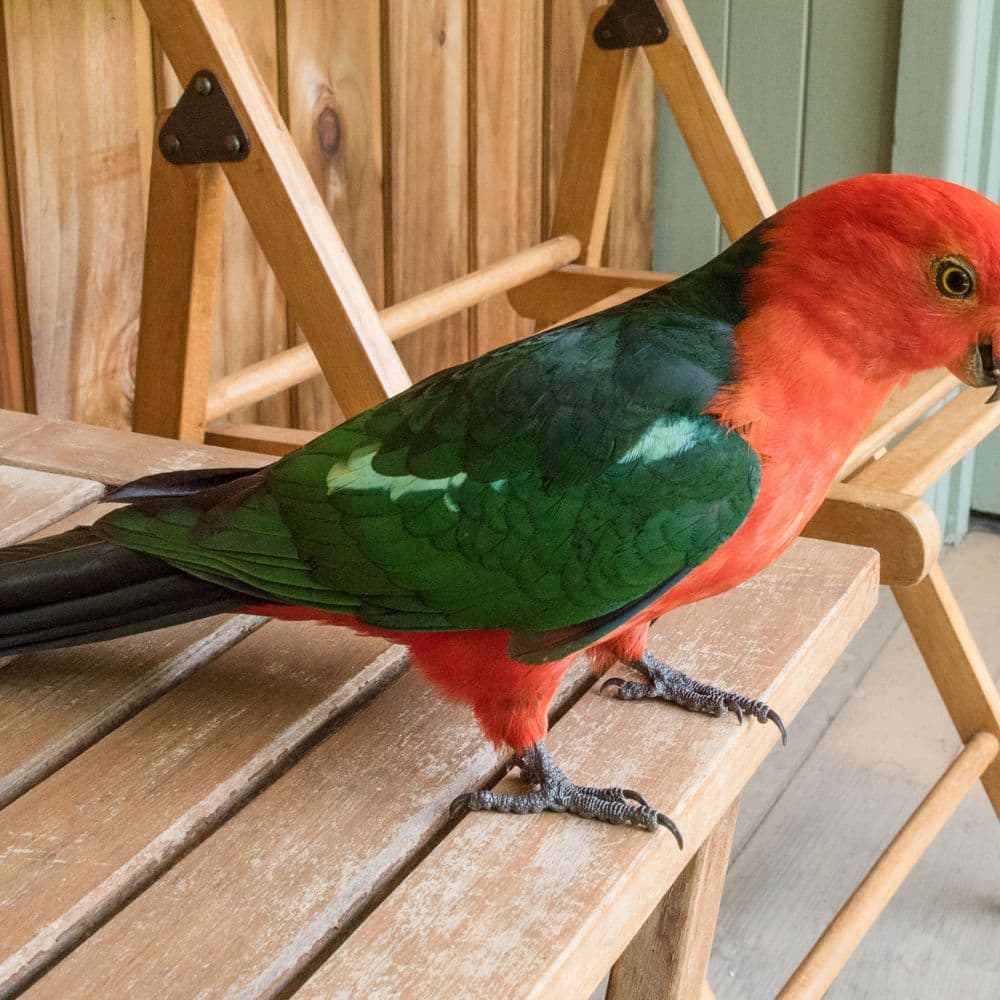 Birds at The Lodge