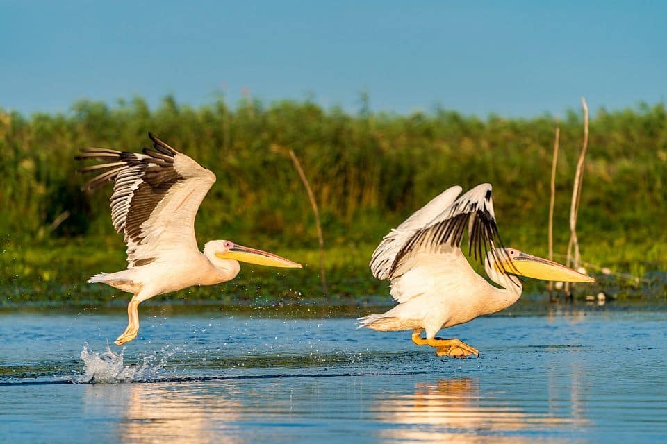 Birdlife abounds on the Myall River