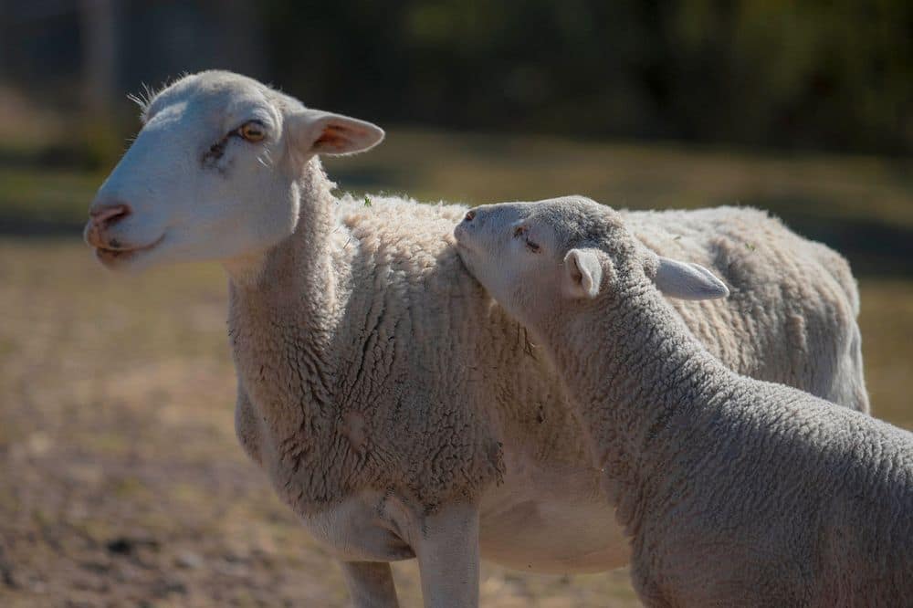 Farm animals