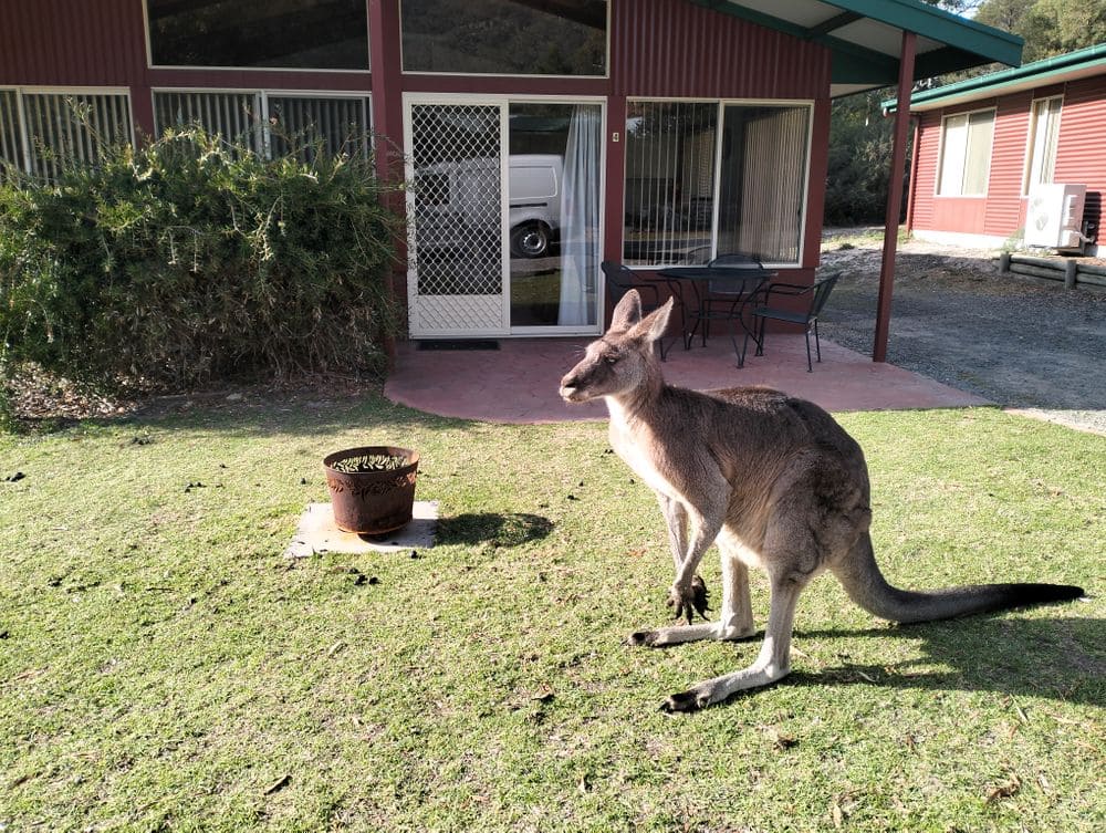 Kangaroo wildlife at Halls Gap Valley Lodges