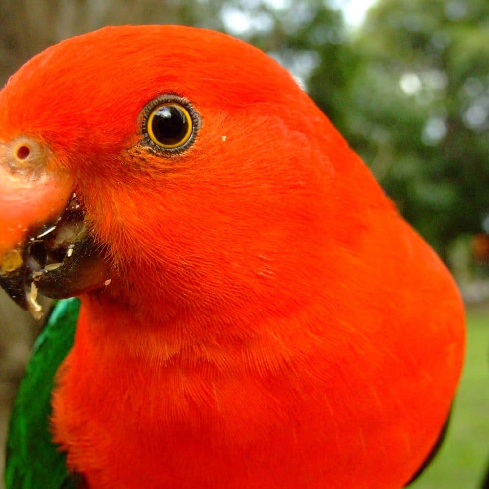 King parrots are plentiful 