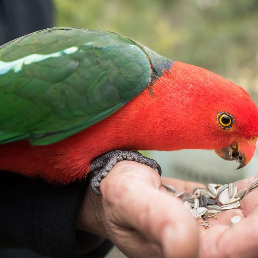 A bird in the hand ....