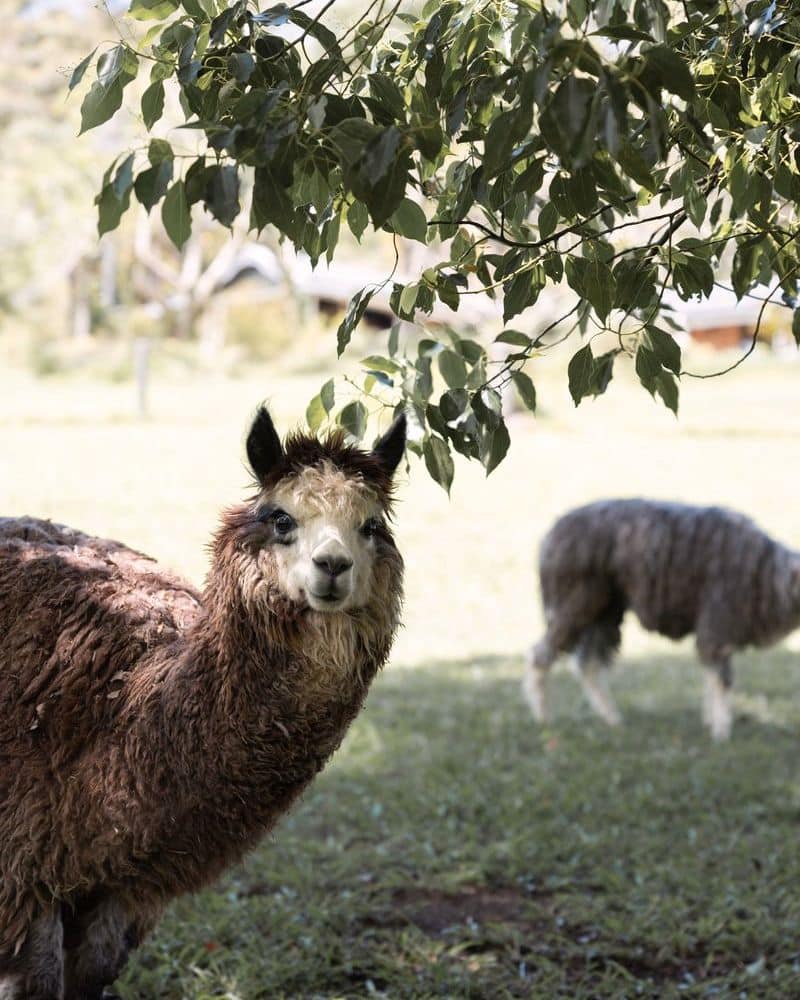 Alpacas