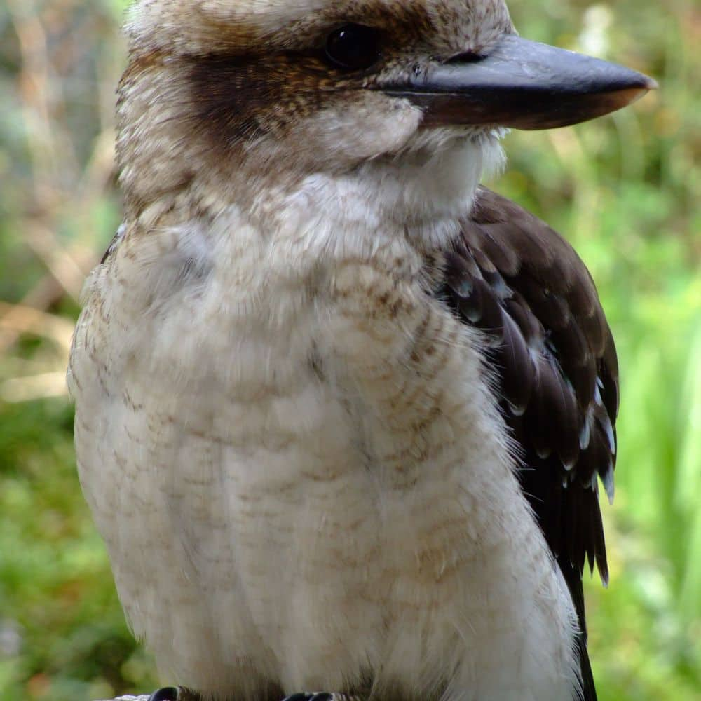 Kookaburra's visit daily