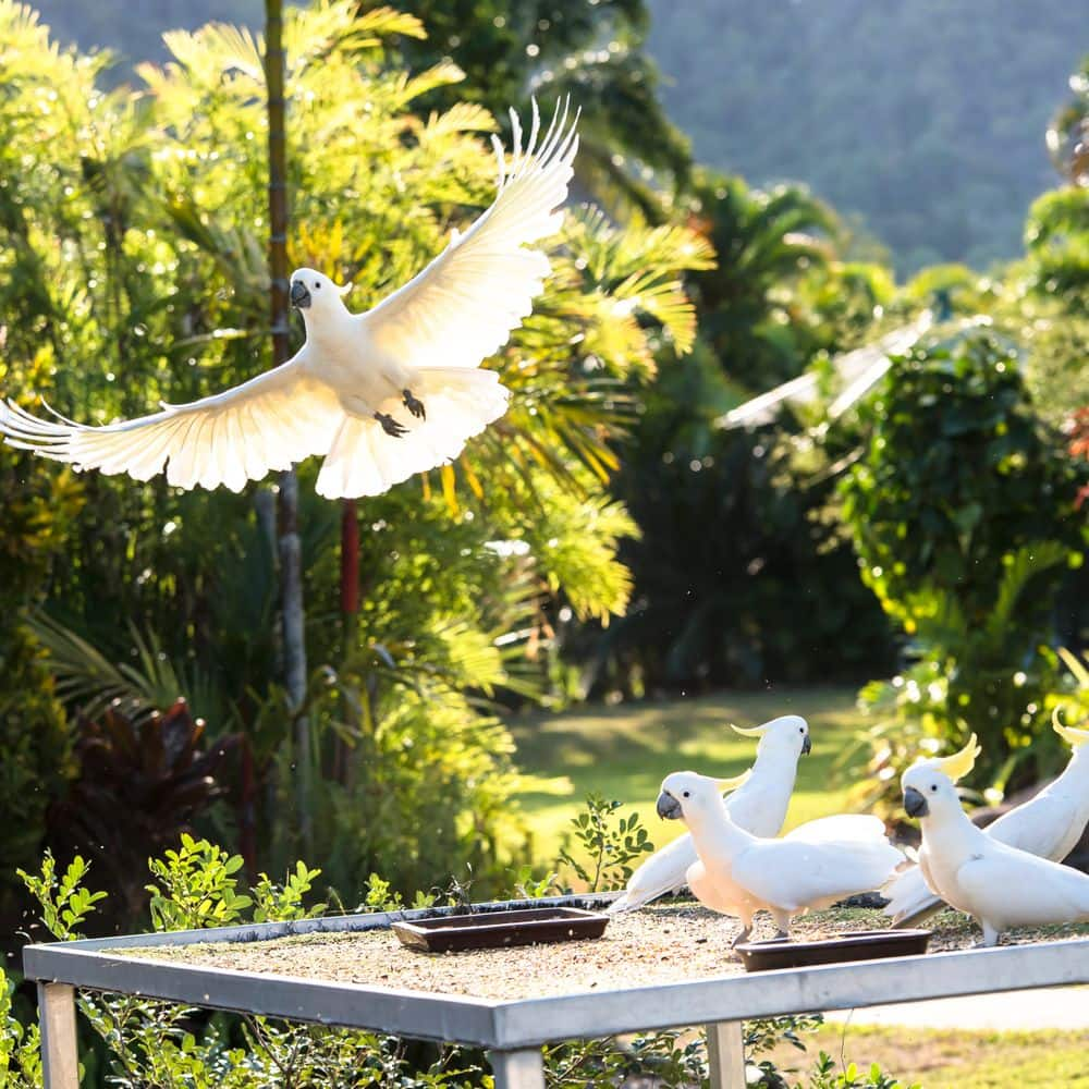 White Cockatoos 