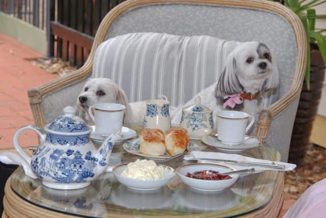 guests having dev tea