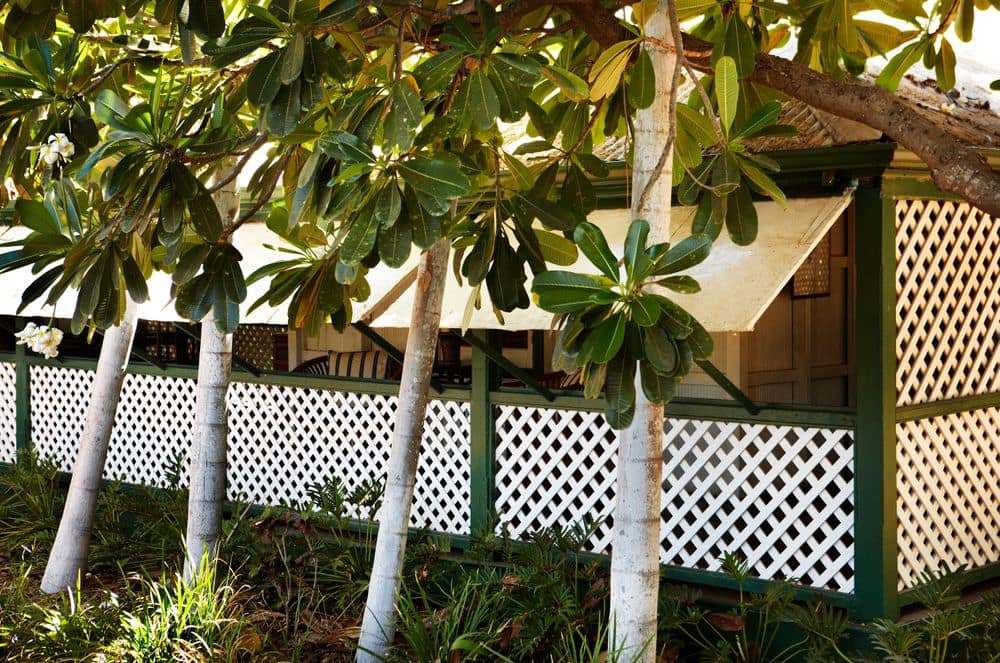 Pinctada McAlpine House - Pinctada McAlpine House