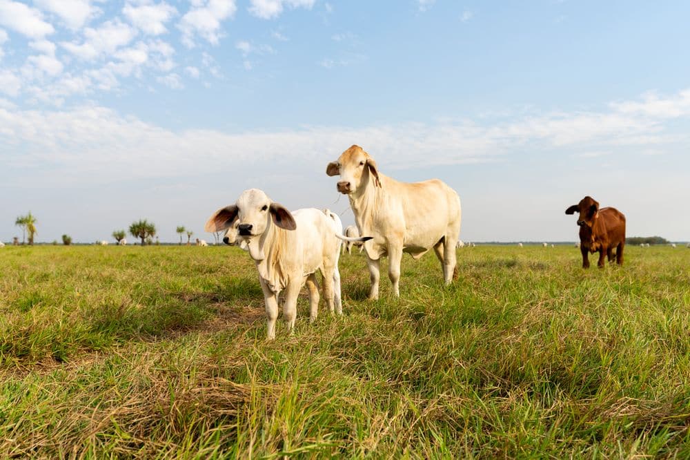 COWS AND CANAPE