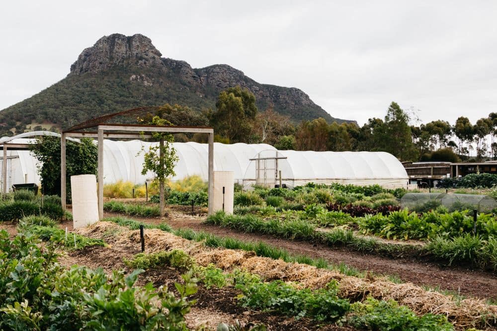 Kitchen Garden