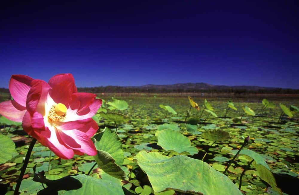 Giant lotus lilly on lagoon