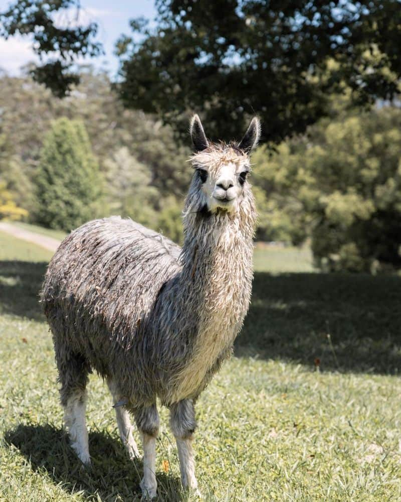 Alpaca