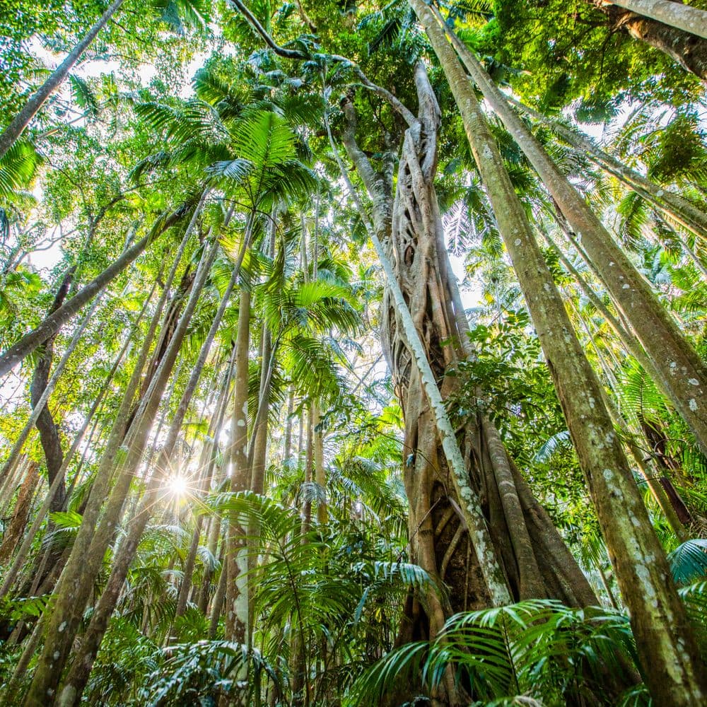 Rainforest