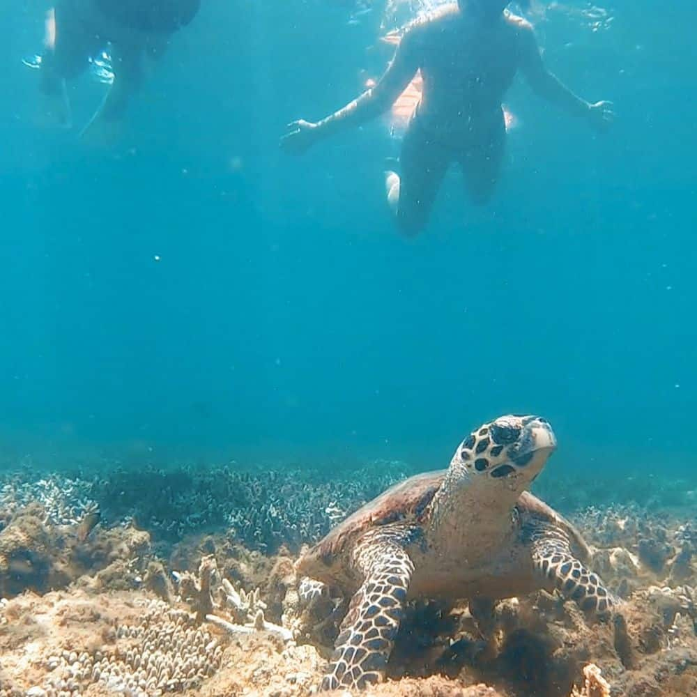 Snorkelling with Turtles at Shelving's Beach 