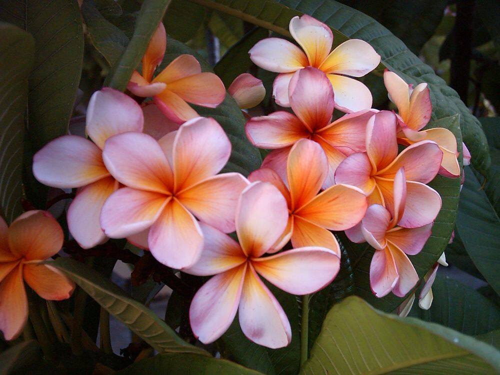 Tropical Gardens