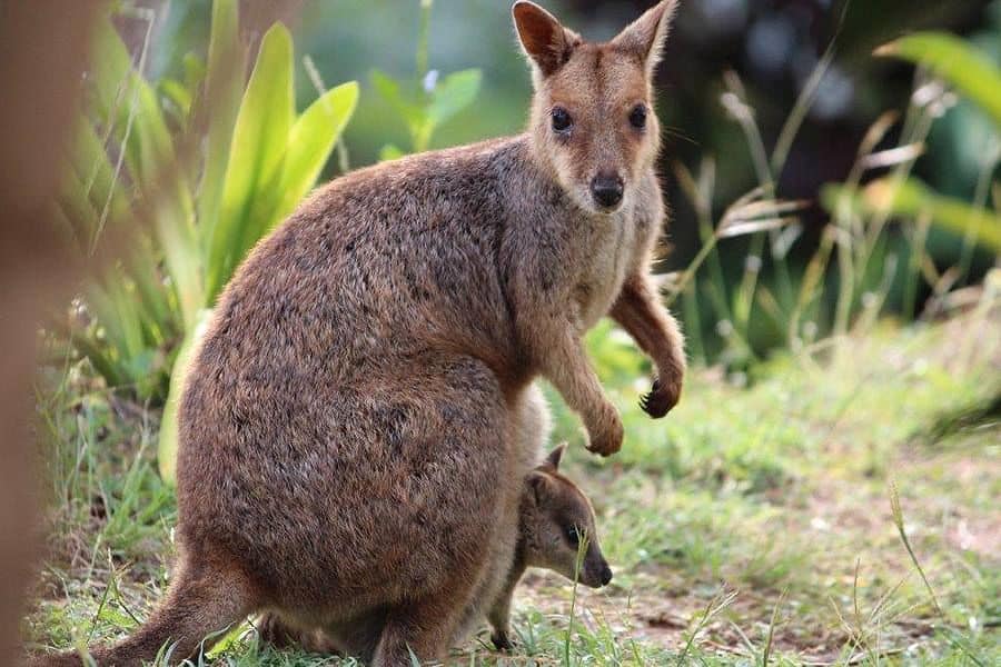 Wallaby