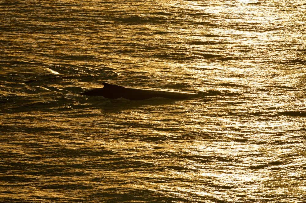 Whale Watching Lookout