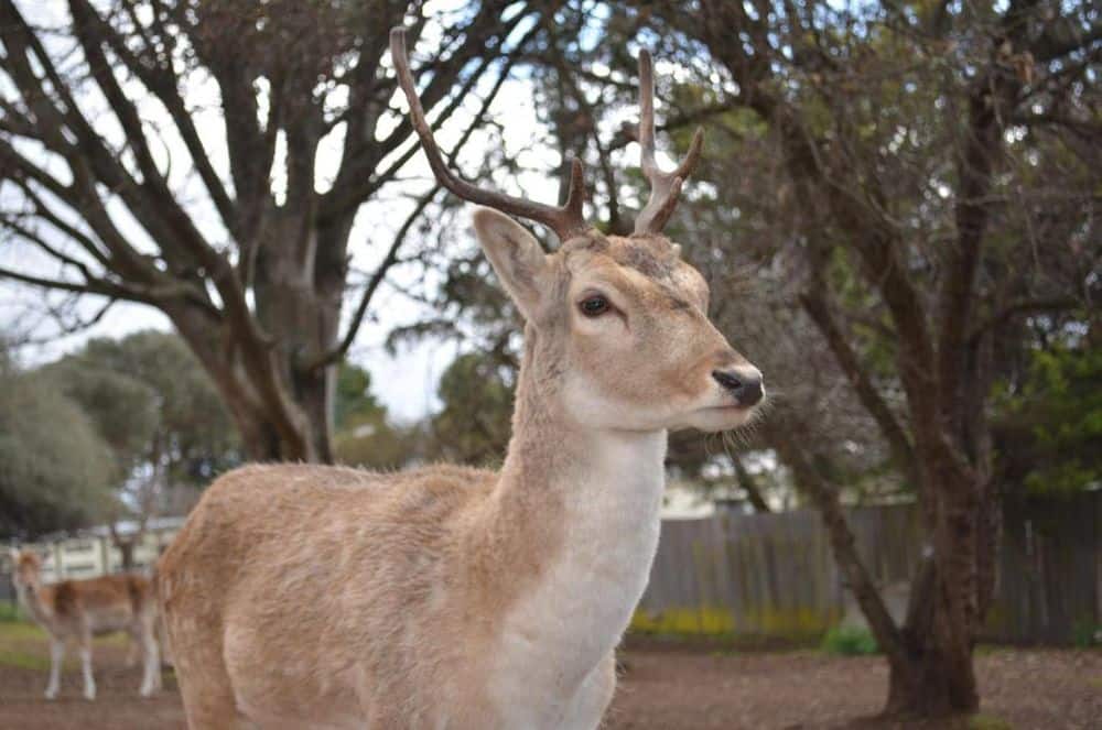 Deer Park