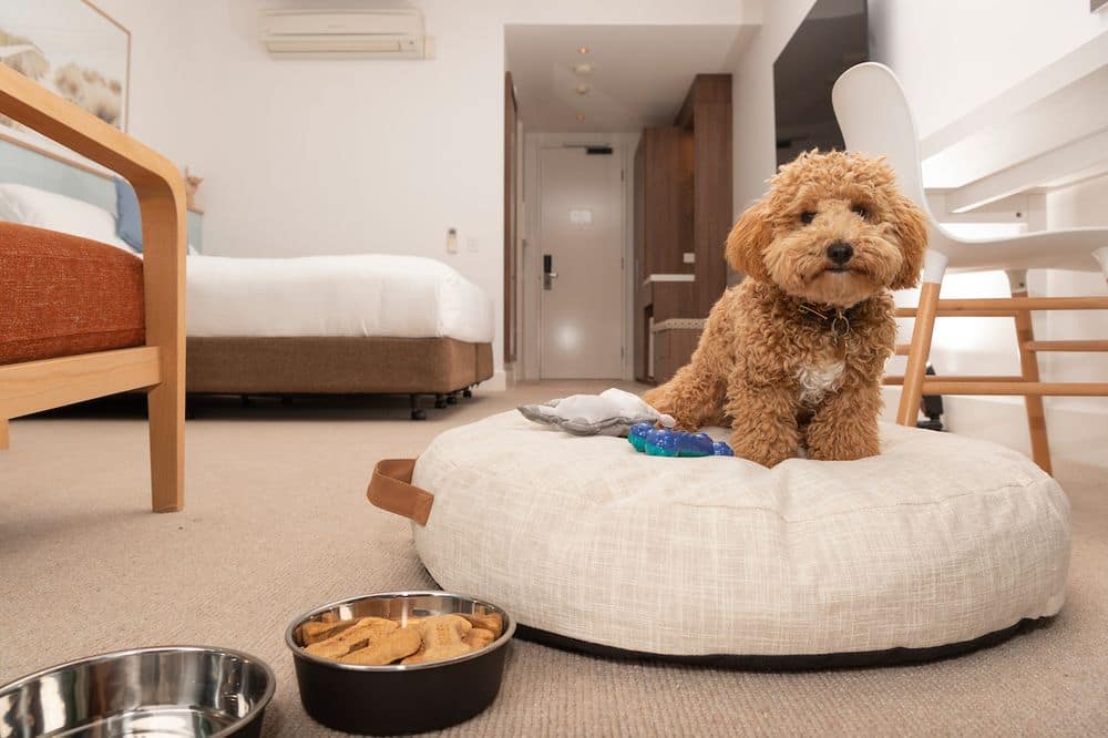Dog Friendly Classic Room