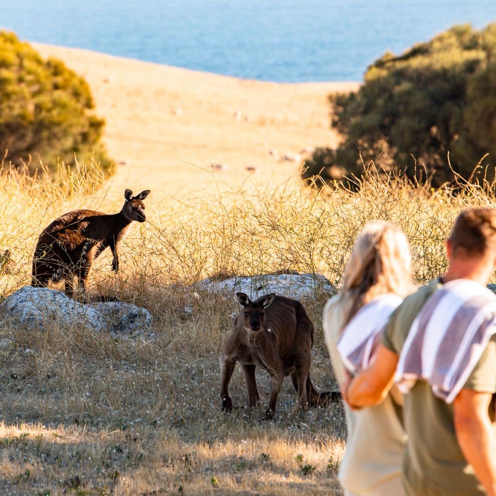 Wildlife on Sea Dragon Estate